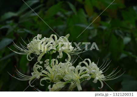 情熱の花 情熱の花 132120031