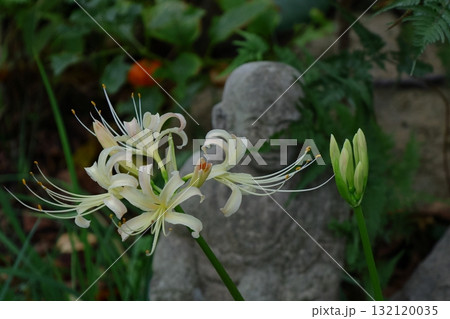 情熱の花 132120035