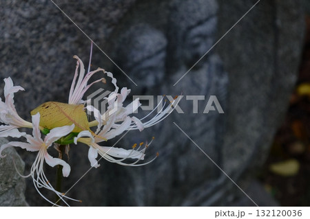 情熱の花 132120036