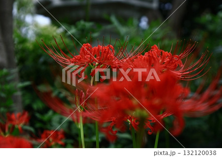 情熱の花 情熱の花 132120038