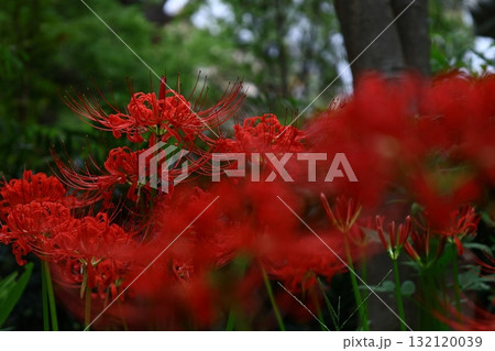 情熱の花 132120039