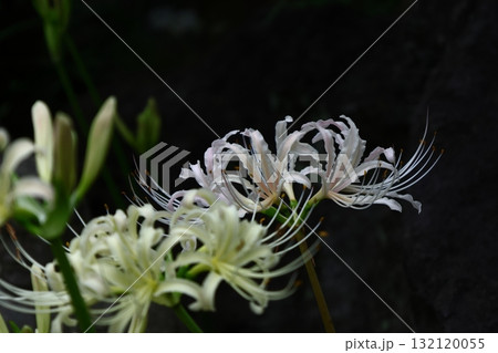 情熱の花 132120055