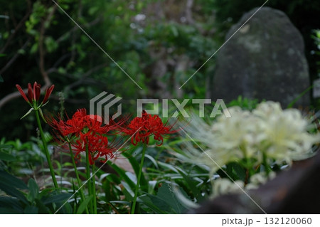 情熱の花 情熱の花 132120060