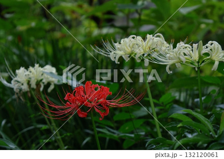 情熱の花 132120061