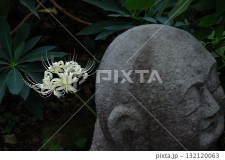 情熱の花 132120063