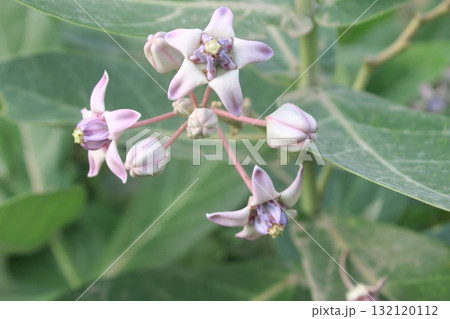 Close-up of delicate pale purple and white star-shaped flowers with dark purple veins, blooming Close-up of delicate pale purple and white star-shaped flowers with dark purple veins, blooming 132120112
