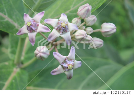Close-up of delicate purple flowers with fuzzy green leaves in soft focus, suggesting a natural, organic setting Close-up of delicate purple flowers with fuzzy green leaves in soft focus, suggesting a natural, organic setting 132120117
