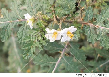 Close-up of delicate white and yellow desert flowers blooming on a thorny desert plant Close-up of delicate white and yellow desert flowers blooming on a thorny desert plant 132120119