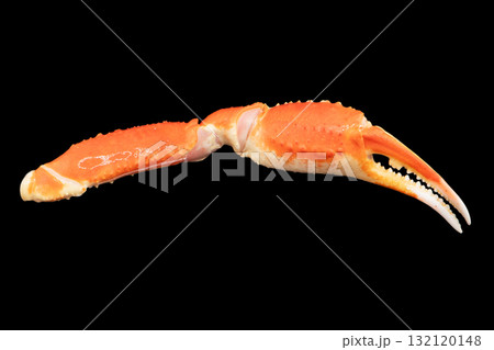 Cooked Peruvian Southern King crab leg isolated on a black background. Crab claws isolated on black background 132120148
