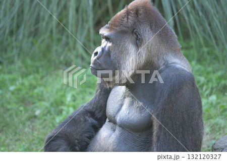 誠実にポートレートモデルを務めるゴリラ 132120327