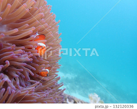 イソギンチャクとクマノミ イソギンチャクとクマノミ 132120336