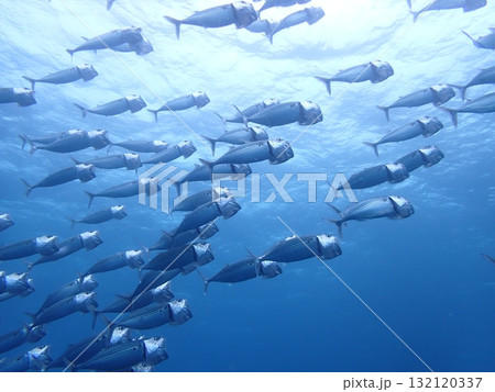 海面の魚の群れ 132120337