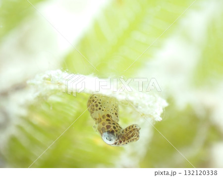 草に隠れるイカ 132120338