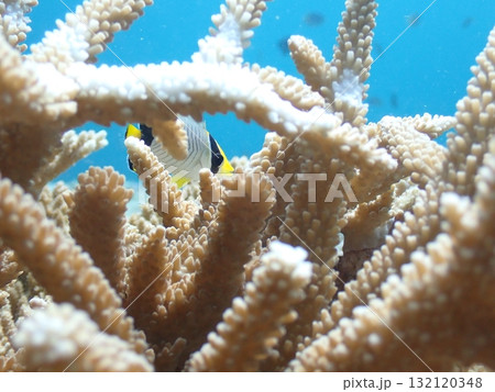 サンゴと魚 132120348