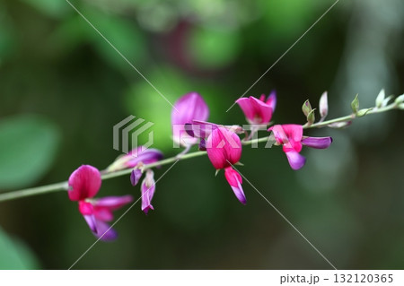 中秋の名月に供える花 中秋の名月に供える花 132120365