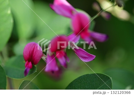 中秋の名月に供える花 132120366