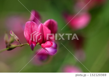 中秋の名月に供える花 132120369