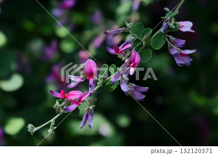 中秋の名月に供える花 中秋の名月に供える花 132120371