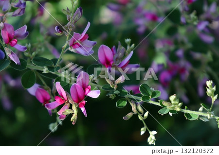 中秋の名月に供える花 132120372