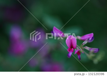 中秋の名月に供える花 132120396