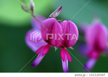 中秋の名月に供える花 中秋の名月に供える花 132120397