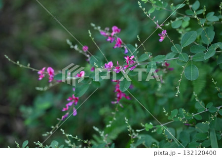 中秋の名月に供える花 中秋の名月に供える花 132120400