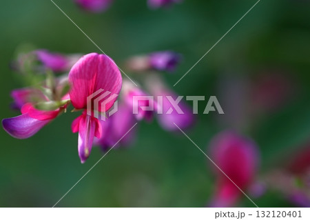 中秋の名月に供える花 132120401