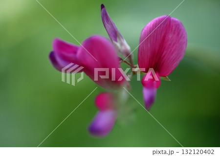 中秋の名月に供える花 132120402