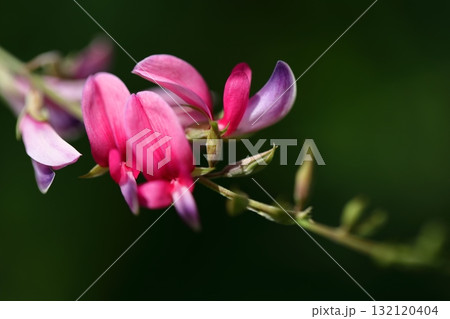 中秋の名月に供える花 中秋の名月に供える花 132120404