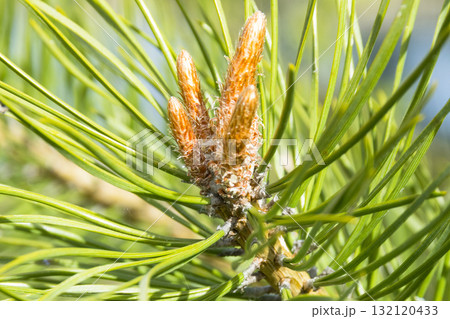 Branch fir tree leaves at the sunshine. Pinecone evergreen tree Branch fir tree leaves at the sunshine. Pinecone evergreen tree 132120433