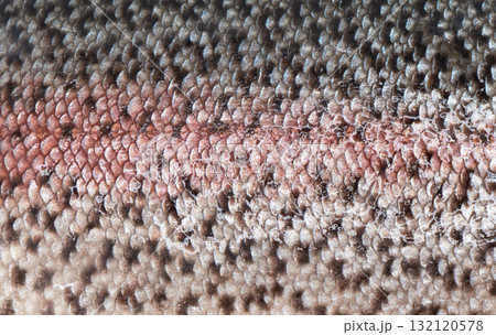Texture of trout skin. Macro shot rainbow trout skin surface texture background. Close up of texture of trout skin detail. 132120578