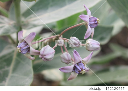 Delicate purple and white flowers with fuzzy leaves bloom on a plant in soft, natural light Delicate purple and white flowers with fuzzy leaves bloom on a plant in soft, natural light 132120665