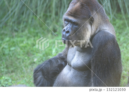 同じポーズに飽きてきた写真モデルのゴリラ 132121030