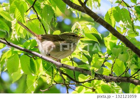 ホーホケッキョとお馴染みの声はすれども姿を見せない春告げ鳥 ウグイス 132121059
