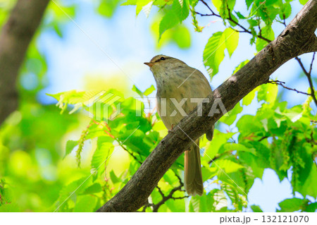 ホーホケッキョとお馴染みの声はすれども姿を見せない春告げ鳥 ウグイス 132121070
