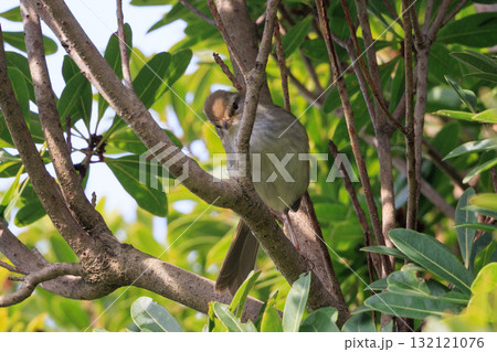 ホーホケッキョとお馴染みの声はすれども姿を見せない春告げ鳥 ウグイス 132121076