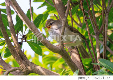 ホーホケッキョとお馴染みの声はすれども姿を見せない春告げ鳥 ウグイス 132121077