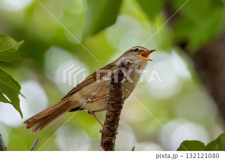 ホーホケッキョとお馴染みの声はすれども姿を見せない春告げ鳥 ウグイス 132121080