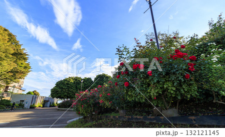 横浜市港の見える丘公園 132121145