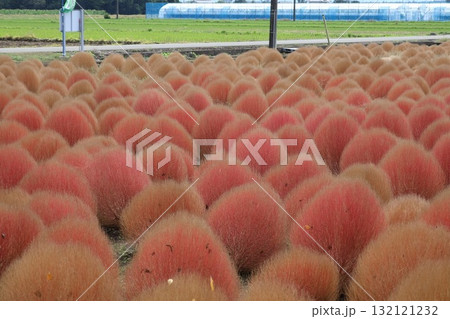 芳賀町にある紅葉コケ 132121232