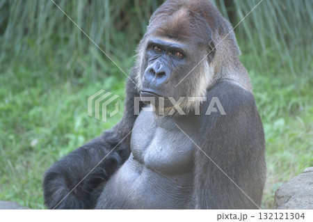 上品に写して欲しいと願ってポーズをとるゴリラ 132121304