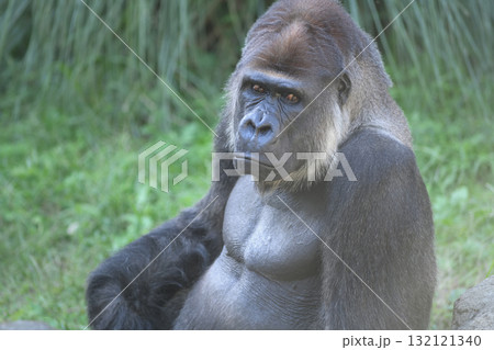 風で揺れる葉が気になるゴリラ 132121340