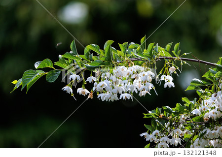 白い花を沢山咲かせて綺麗だが、果実を口に含むと刺激して「えぐい」ことからエゴノキと呼ばれる落葉高木 132121348