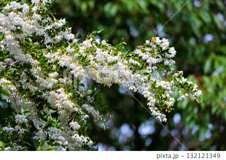 白い花を沢山咲かせて綺麗だが、果実を口に含むと刺激して「えぐい」ことからエゴノキと呼ばれる落葉高木 132121349