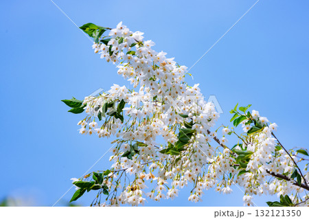 白い花を沢山咲かせて綺麗だが、果実を口に含むと刺激して「えぐい」ことからエゴノキと呼ばれる落葉高木 132121350