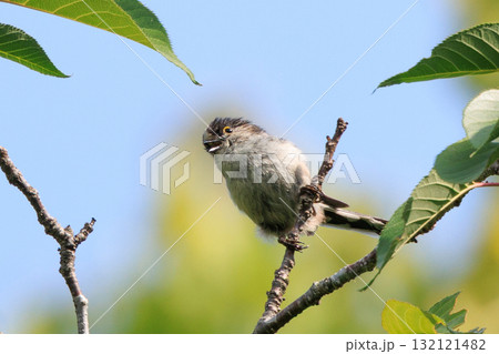 愛くるしい仕草で人気者の小さな白い鳥 エナガ 132121482