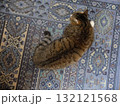 キジ猫 132121568
