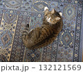 キジ猫 132121569