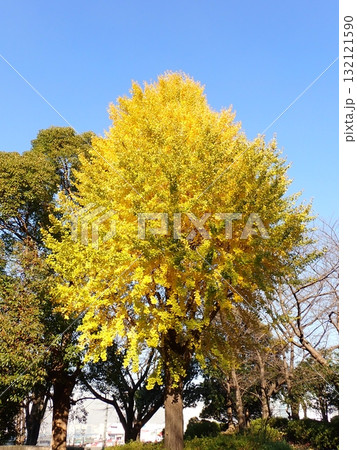 イチョウ　山下公園 132121590