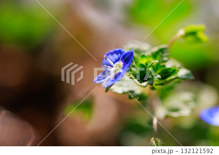 犬の陰嚢に似ているからと残念な名前を付けられた早春の可憐花オオイヌノフグリ 132121592